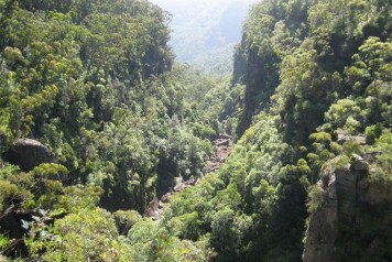 Rain forest