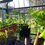 home grown parsley